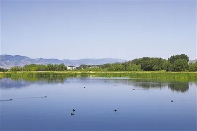 广灵县壶流河湿地：鸟鸣悠悠唱响湿地交响曲
