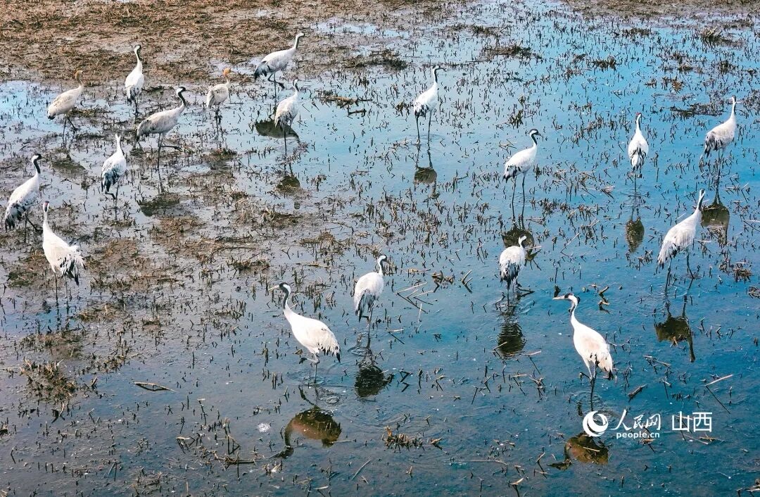 桑干河畔，又见“老朋友”