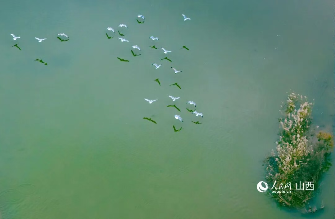 桑干河畔，迁飞的候鸟