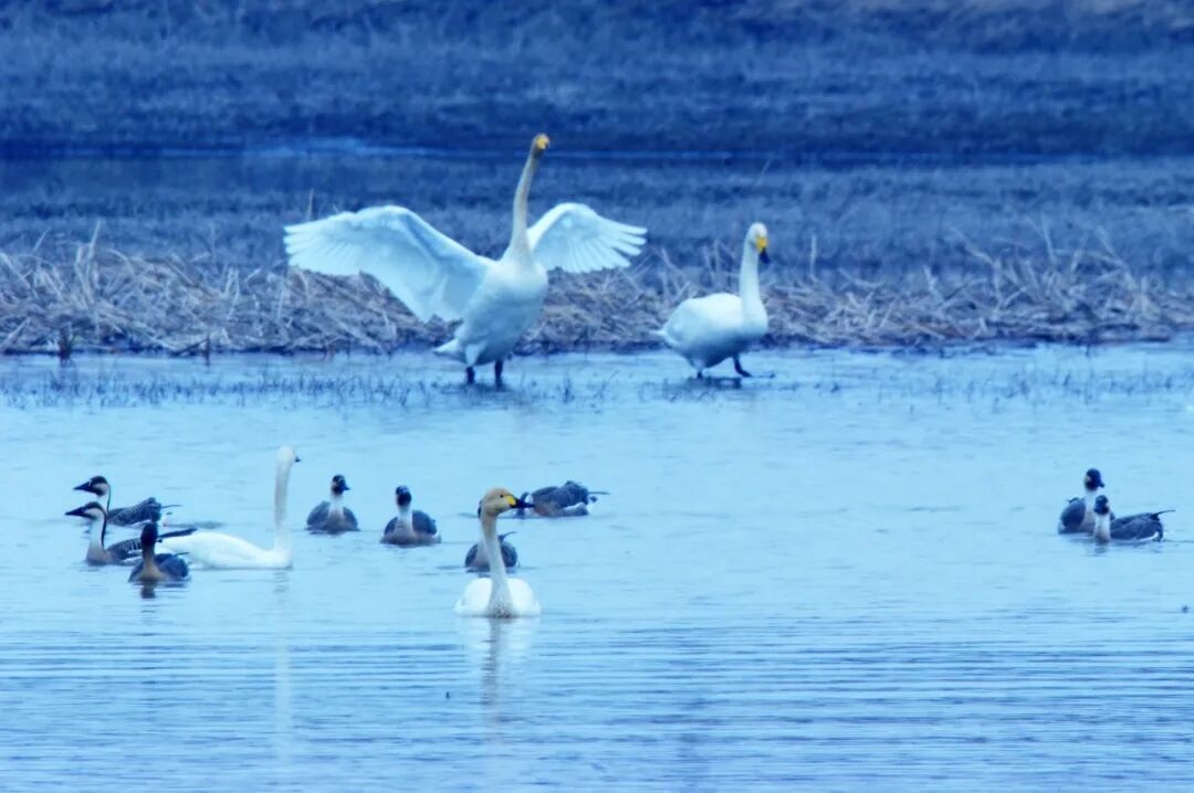 浑源：上百只白天鹅栖息神溪湿地