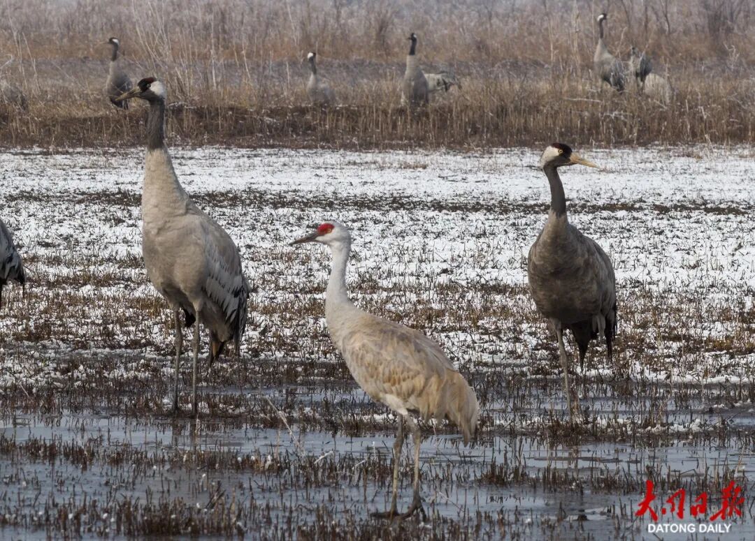 首次到访！桑干河国家湿地公园迎来首位“国宝级”新居民——沙丘鹤～