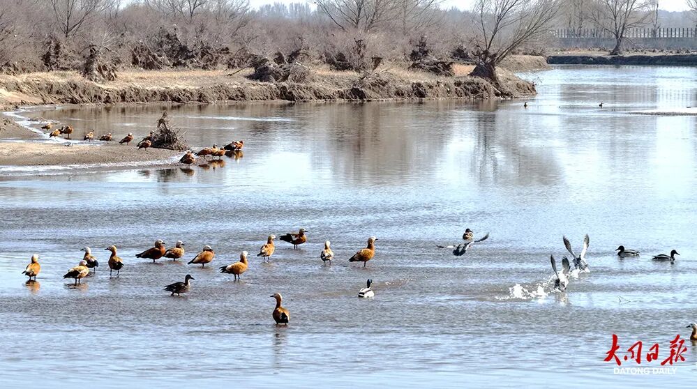 初春赴约！桑干河国家湿地公园迎来大批北归候鸟~